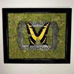 REAL Preserved King Swallowtail Display Frame